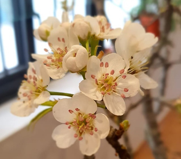 Hình ảnh hoa lê 5