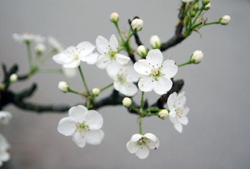 Hình ảnh hoa lê 6