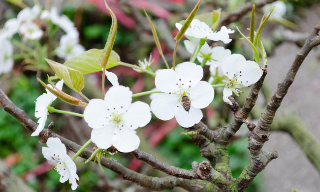 Hình ảnh hoa lê 3