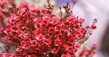 Cách cắm hoa thanh liễu đẹp, tươi lâu chơi Tết