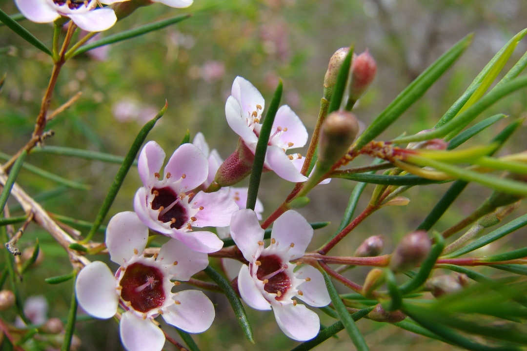 Hình ảnh hoa thanh liễu đẹp Hình ảnh hoa thanh liễu đẹp