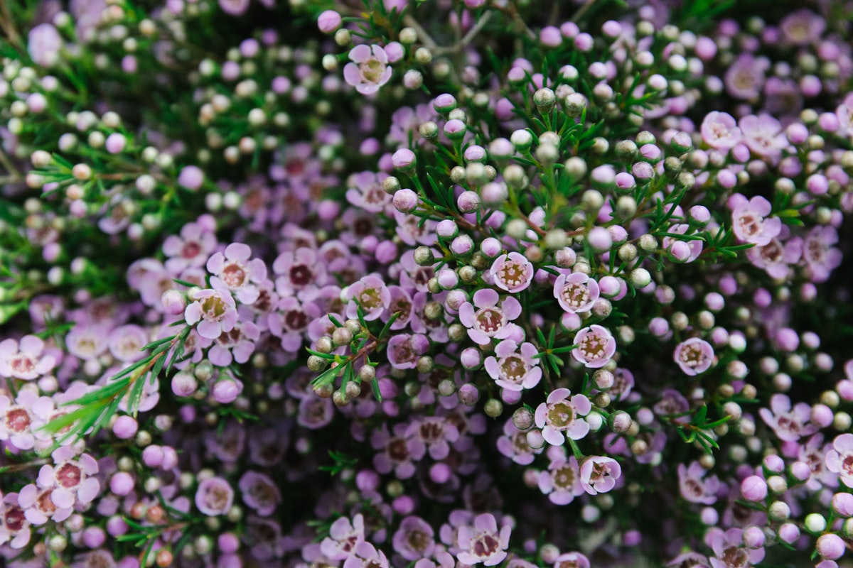 Hình ảnh hoa thanh liễu đẹp Hình ảnh hoa thanh liễu đẹp