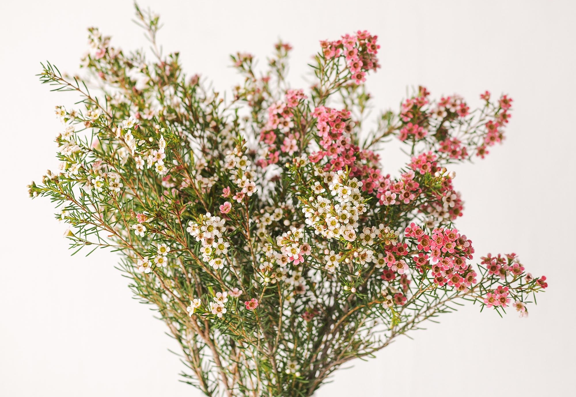 Hình ảnh hoa thanh liễu đẹp Hình ảnh hoa thanh liễu đẹp