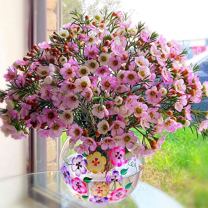 Hình ảnh hoa thanh liễu đẹp Hình ảnh hoa thanh liễu đẹp