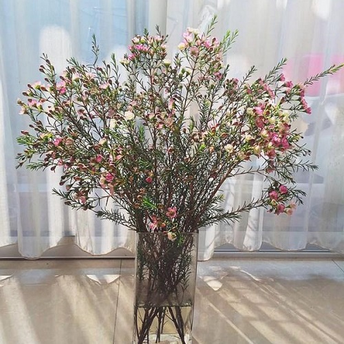 Hình ảnh hoa thanh liễu đẹp Hình ảnh hoa thanh liễu đẹp