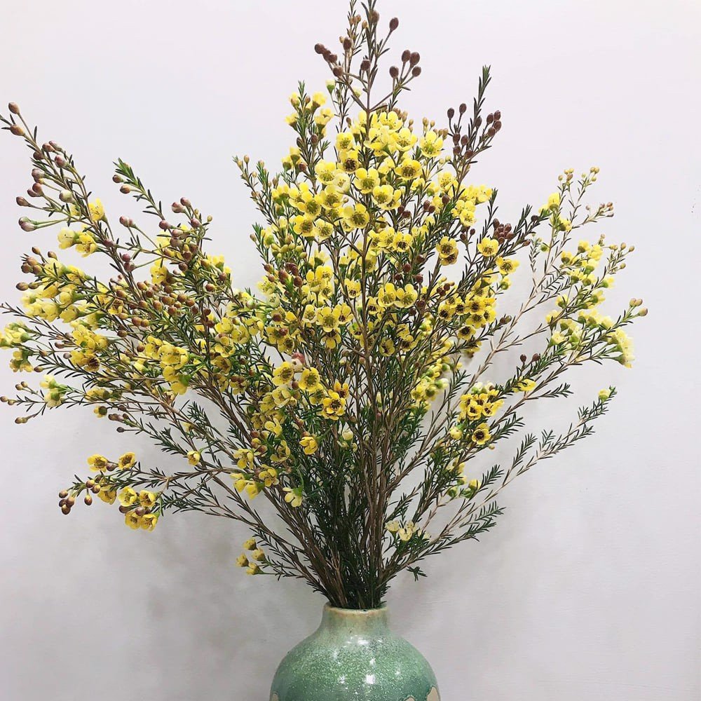 Hình ảnh hoa thanh liễu đẹp Hình ảnh hoa thanh liễu đẹp