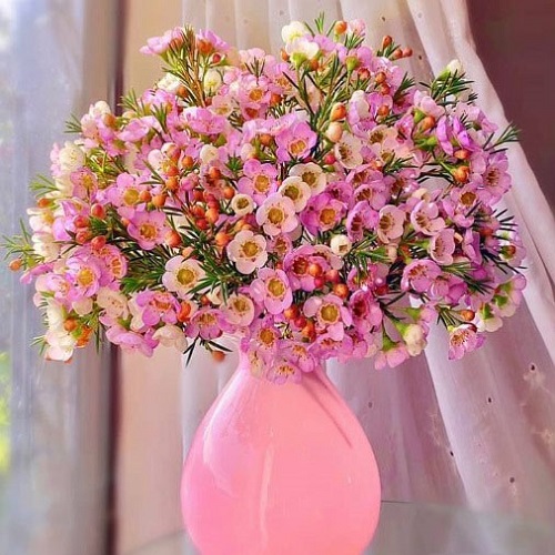 Hình ảnh hoa thanh liễu đẹp Hình ảnh hoa thanh liễu đẹp