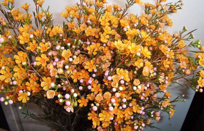 Hình ảnh hoa thanh liễu đẹp Hình ảnh hoa thanh liễu đẹp