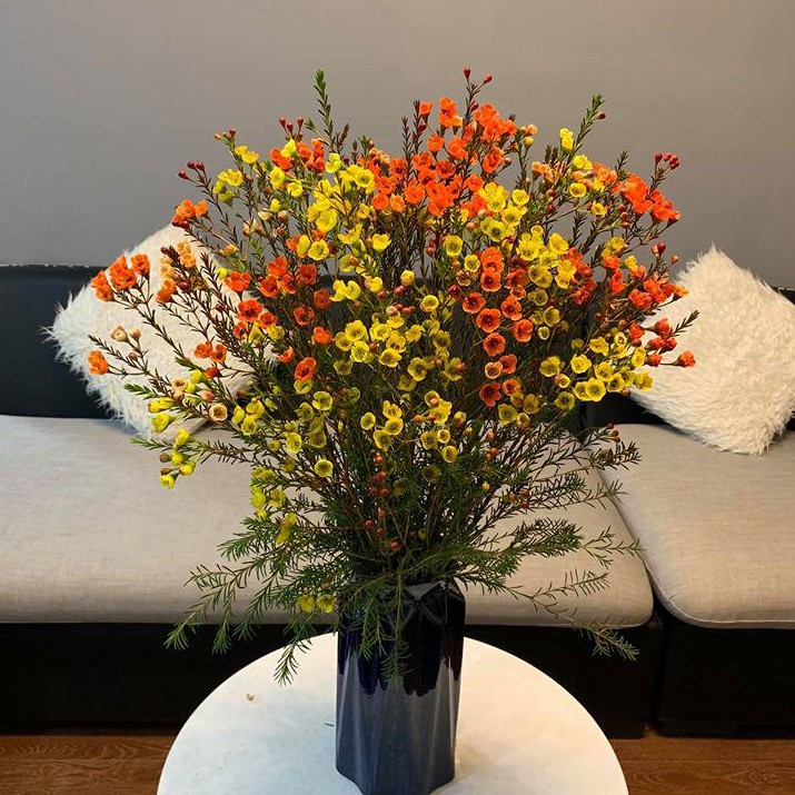 Hình ảnh hoa thanh liễu đẹp Hình ảnh hoa thanh liễu đẹp