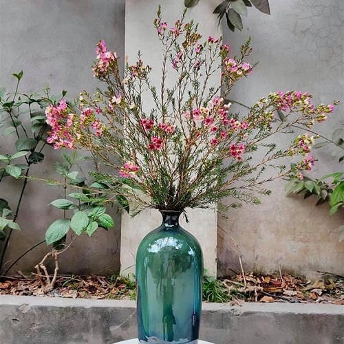 Hình ảnh hoa thanh liễu đẹp Hình ảnh hoa thanh liễu đẹp