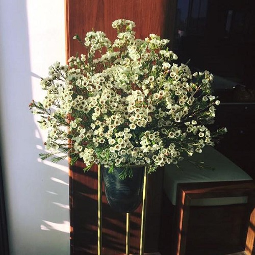 Hình ảnh hoa thanh liễu đẹp Hình ảnh hoa thanh liễu đẹp