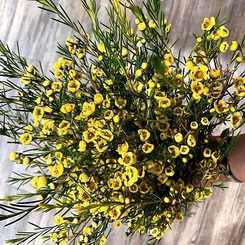 Hình ảnh hoa thanh liễu đẹp Hình ảnh hoa thanh liễu đẹp