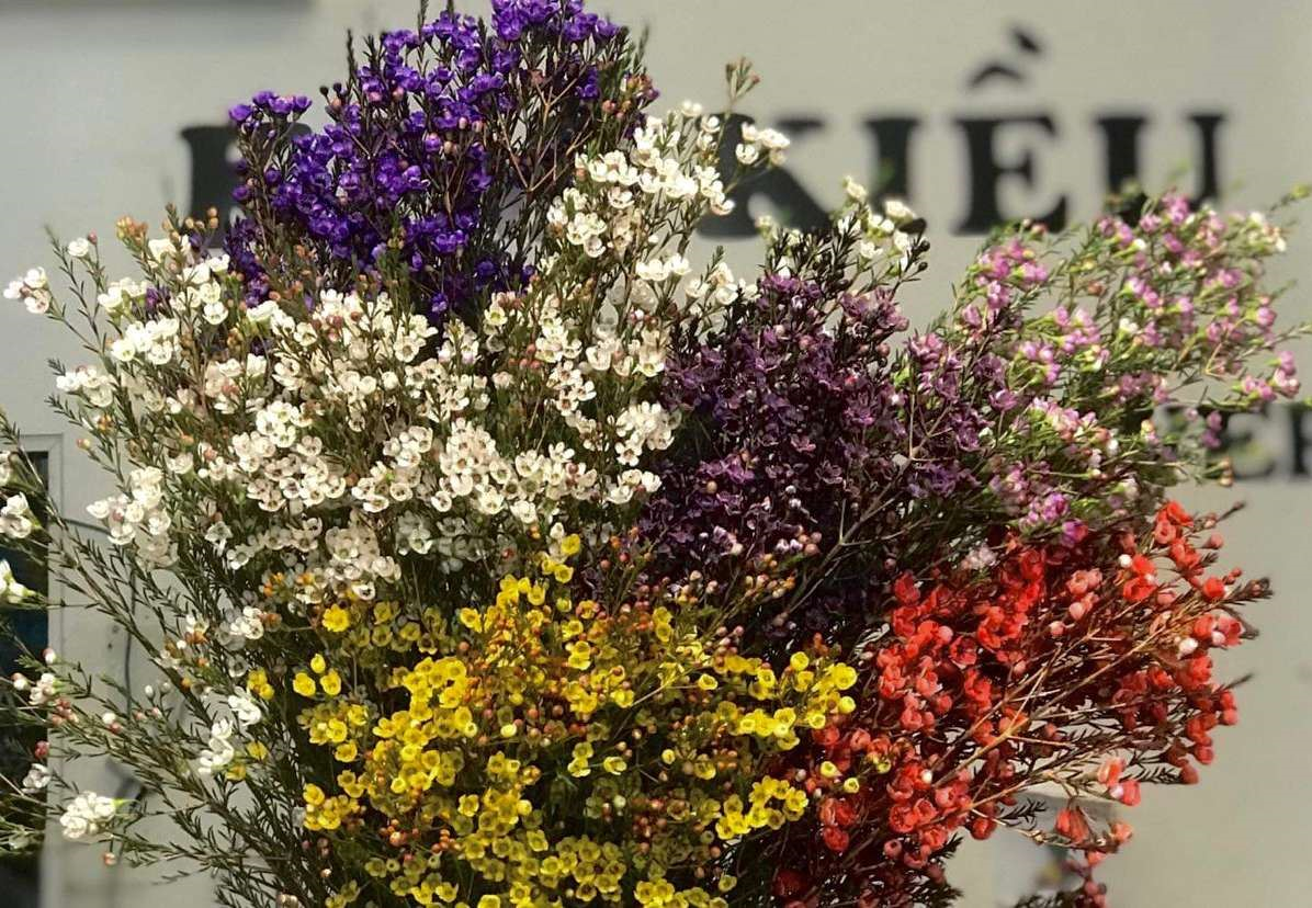 Hoa thanh liễu có mấy màu? Hoa thanh liễu có nhuộm màu không? Hoa thanh liễu có mấy màu? Hoa thanh liễu có nhuộm màu không?