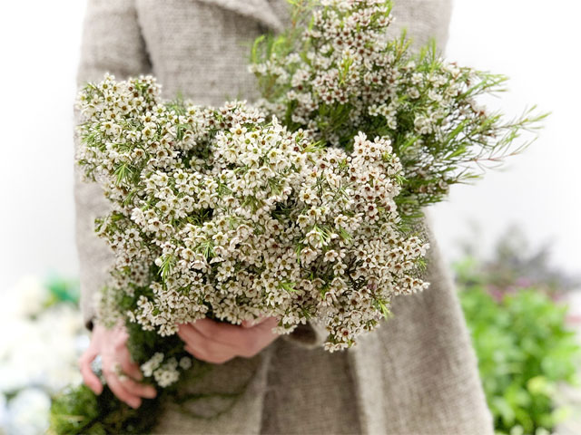 Giá hoa thanh liễu bao nhiêu? Giá hoa thanh liễu bao nhiêu?