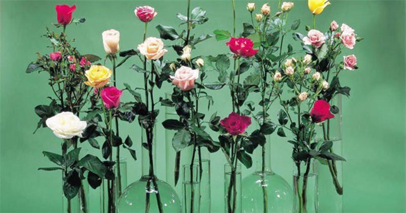 10 Cách cắm hoa hồng lọ cao đẹp, đơn giản, tươi lâu