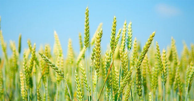 Hoa lúa mạch Hoa lúa mạch