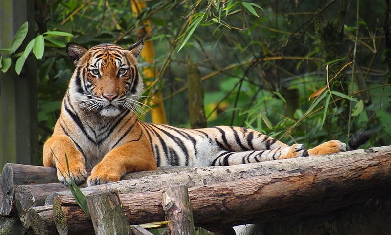 Hổ Mã Lai (Malayan tiger) Hổ Mã Lai (Malayan tiger)
