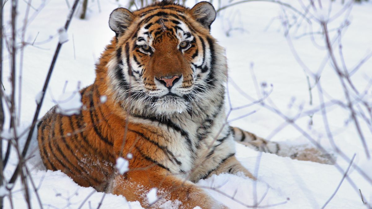 Hổ Siberia (Siberia tiger) Hổ Siberia (Siberia tiger)