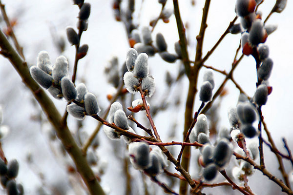 Giá bán nụ tầm xuân là bao nhiêu?