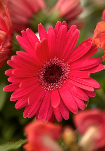 Hình nền hoa đồng tiền cho điện thoại, máy tính đẹp nhất Hình nền hoa đồng tiền cho điện thoại, máy tính đẹp nhất