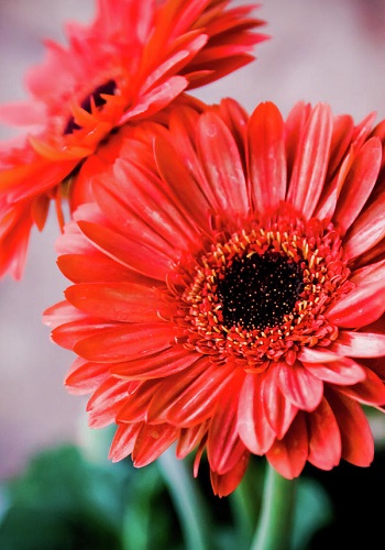 Hình nền hoa đồng tiền cho điện thoại, máy tính đẹp nhất Hình nền hoa đồng tiền cho điện thoại, máy tính đẹp nhất