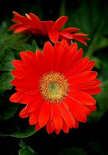 Hình nền hoa đồng tiền cho điện thoại, máy tính đẹp nhất Hình nền hoa đồng tiền cho điện thoại, máy tính đẹp nhất