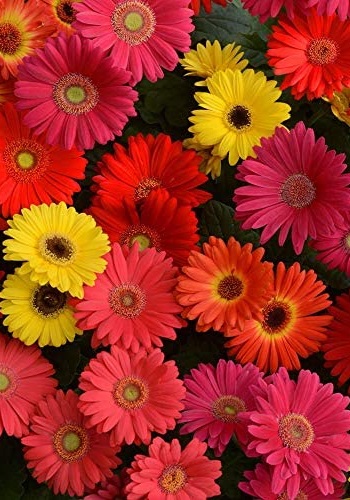 Hình nền hoa đồng tiền cho điện thoại, máy tính đẹp nhất Hình nền hoa đồng tiền cho điện thoại, máy tính đẹp nhất