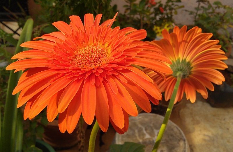 Hình nền hoa đồng tiền cho điện thoại, máy tính đẹp nhất Hình nền hoa đồng tiền cho điện thoại, máy tính đẹp nhất