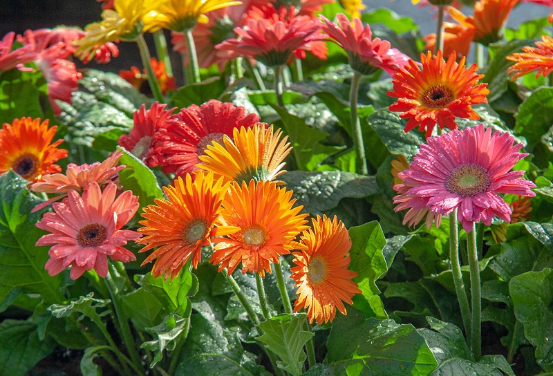 Các loại hoa đồng tiền Các loại hoa đồng tiền