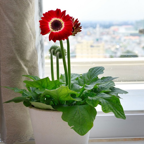 Chậu hoa đồng tiền đẹp Chậu hoa đồng tiền đẹp