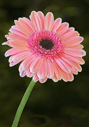 Hình nền hoa đồng tiền cho điện thoại, máy tính đẹp nhất Hình nền hoa đồng tiền cho điện thoại, máy tính đẹp nhất