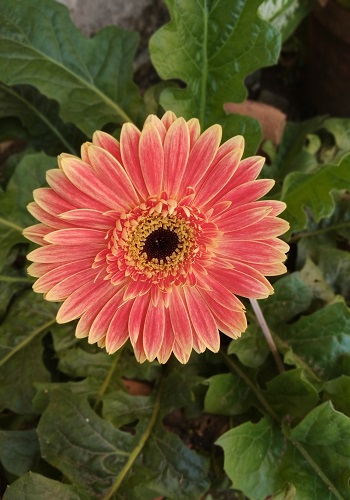 Hình nền hoa đồng tiền cho điện thoại, máy tính đẹp nhất Hình nền hoa đồng tiền cho điện thoại, máy tính đẹp nhất