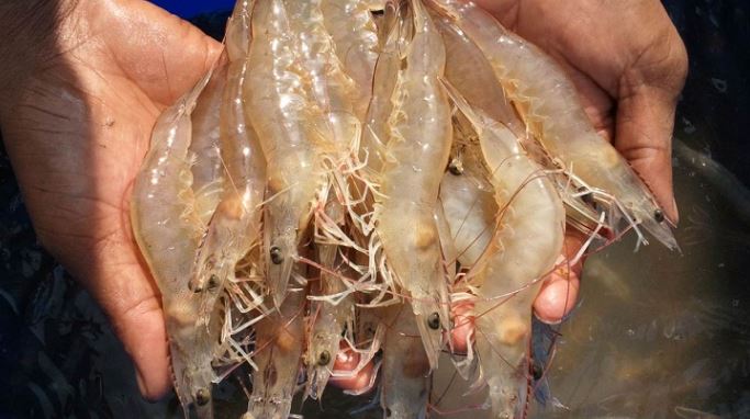 Cách làm tôm khô truyền thống