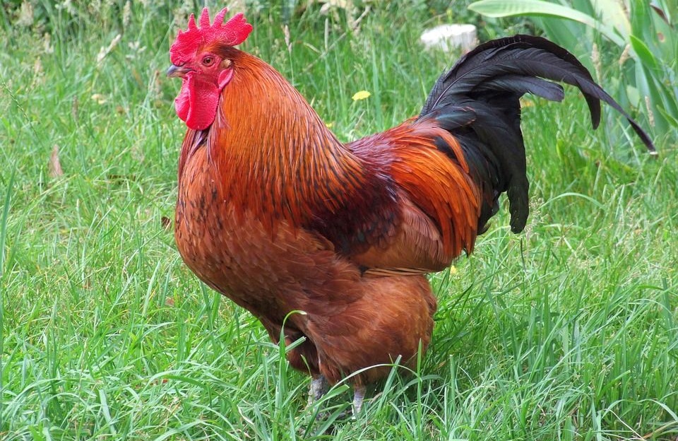 Gà trống thiến là gì? Giá gà trống thiến 2022 Gà trống thiến là gì? Giá gà trống thiến 2022