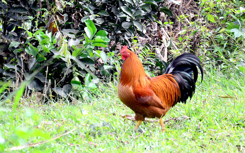 Gà trống thiến có cúng được không? Gà trống thiến có cúng được không?