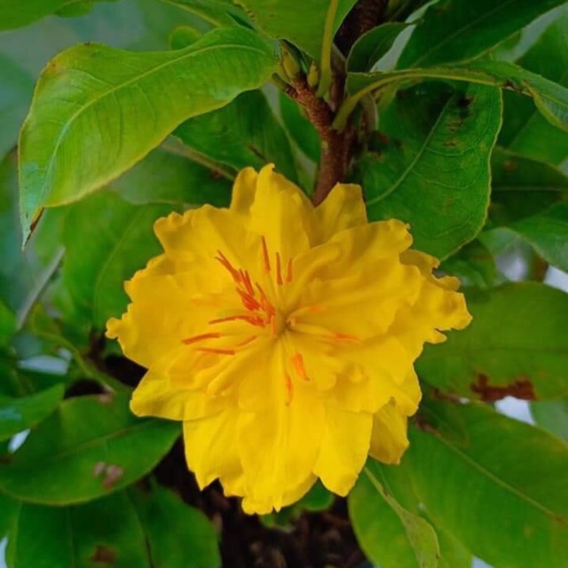 Những hình ảnh mai đại lộc đẹp nhất Những hình ảnh mai đại lộc đẹp nhất