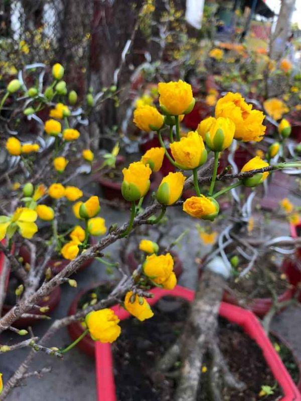 Những hình ảnh mai đại lộc đẹp nhất Những hình ảnh mai đại lộc đẹp nhất