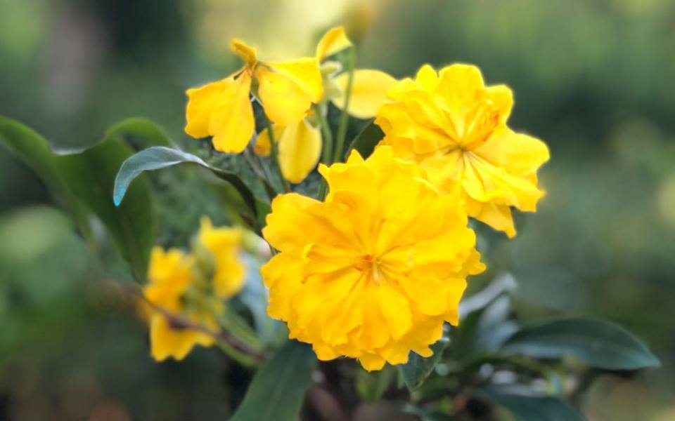 Những hình ảnh mai đại lộc đẹp nhất Những hình ảnh mai đại lộc đẹp nhất