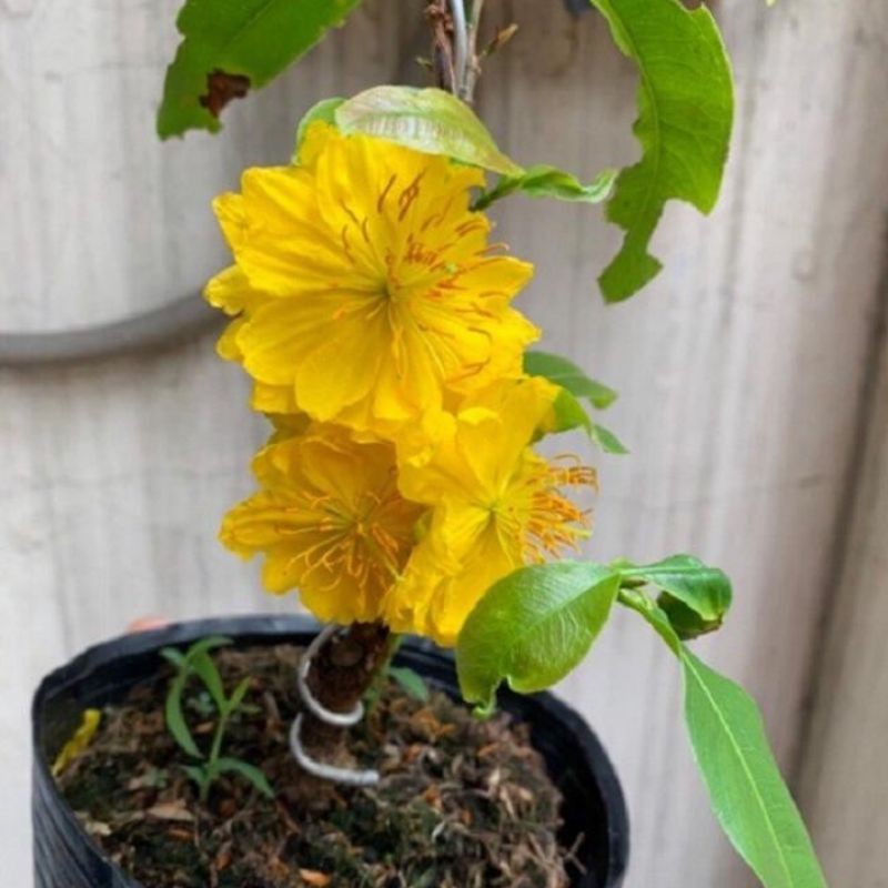 Những hình ảnh mai đại lộc đẹp nhất Những hình ảnh mai đại lộc đẹp nhất