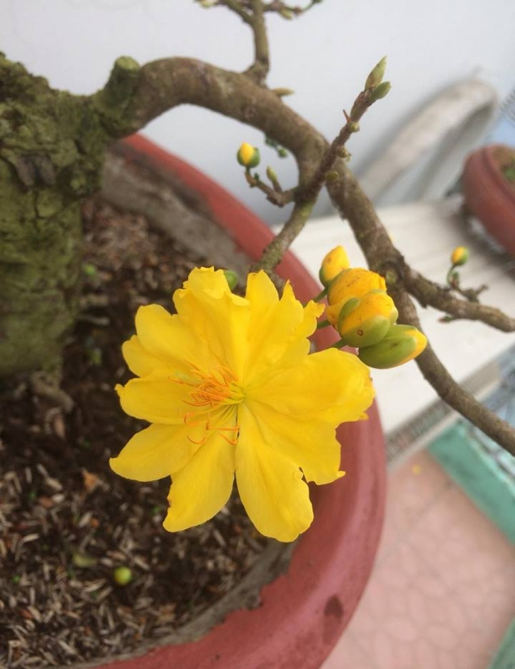 Những hình ảnh mai đại lộc đẹp nhất Những hình ảnh mai đại lộc đẹp nhất