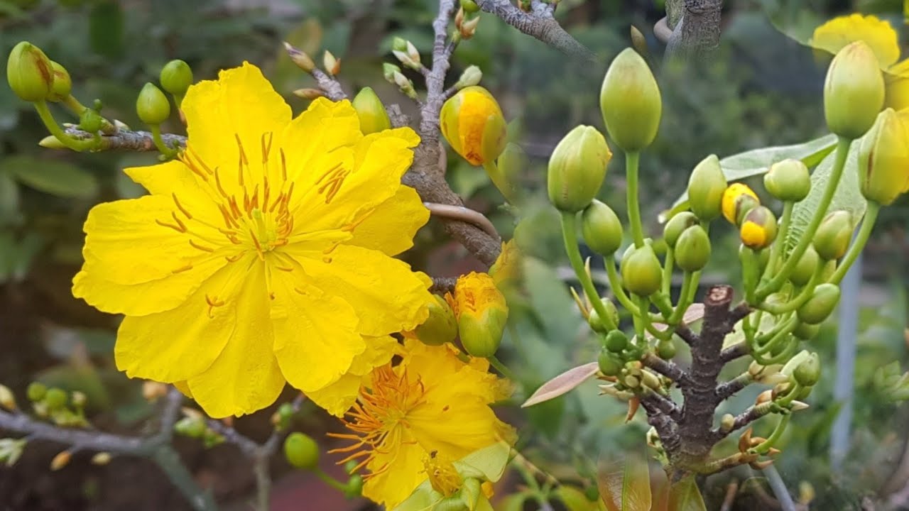 Những hình ảnh mai đại lộc đẹp nhất Những hình ảnh mai đại lộc đẹp nhất