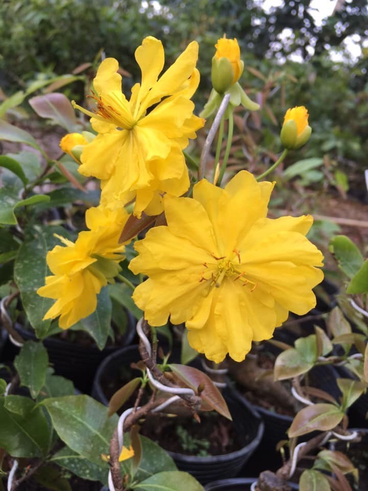 Những hình ảnh mai đại lộc đẹp nhất Những hình ảnh mai đại lộc đẹp nhất