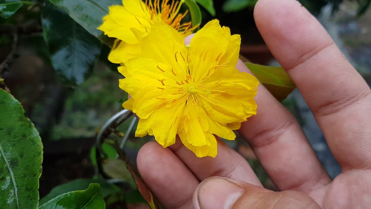 Những hình ảnh mai đại lộc đẹp nhất Những hình ảnh mai đại lộc đẹp nhất