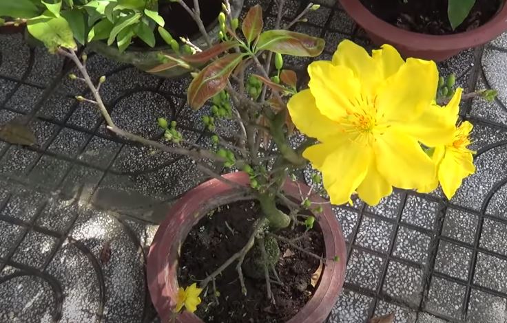 Những hình ảnh mai đại lộc đẹp nhất Những hình ảnh mai đại lộc đẹp nhất