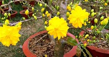 Mai đại lộc là mai gì, mua ở đâu? Hình ảnh và đặc điểm mai đại lộc