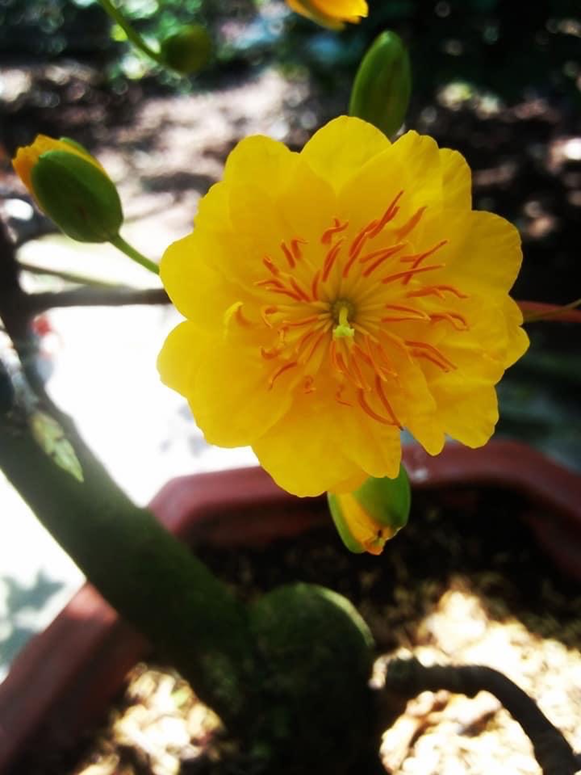 Những hình ảnh mai đại lộc đẹp nhất Những hình ảnh mai đại lộc đẹp nhất