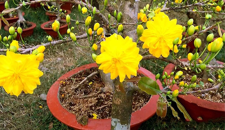 Mai đại lộc là mai gì? Đặc điểm mai đại lộc Mai đại lộc là mai gì? Đặc điểm mai đại lộc