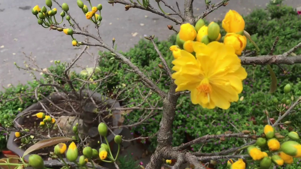 Mua giống mai đại lộc ở đâu? Giá bao nhiêu? Mua giống mai đại lộc ở đâu? Giá bao nhiêu?