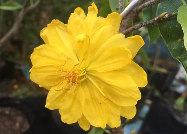 Những hình ảnh mai đại lộc đẹp nhất Những hình ảnh mai đại lộc đẹp nhất