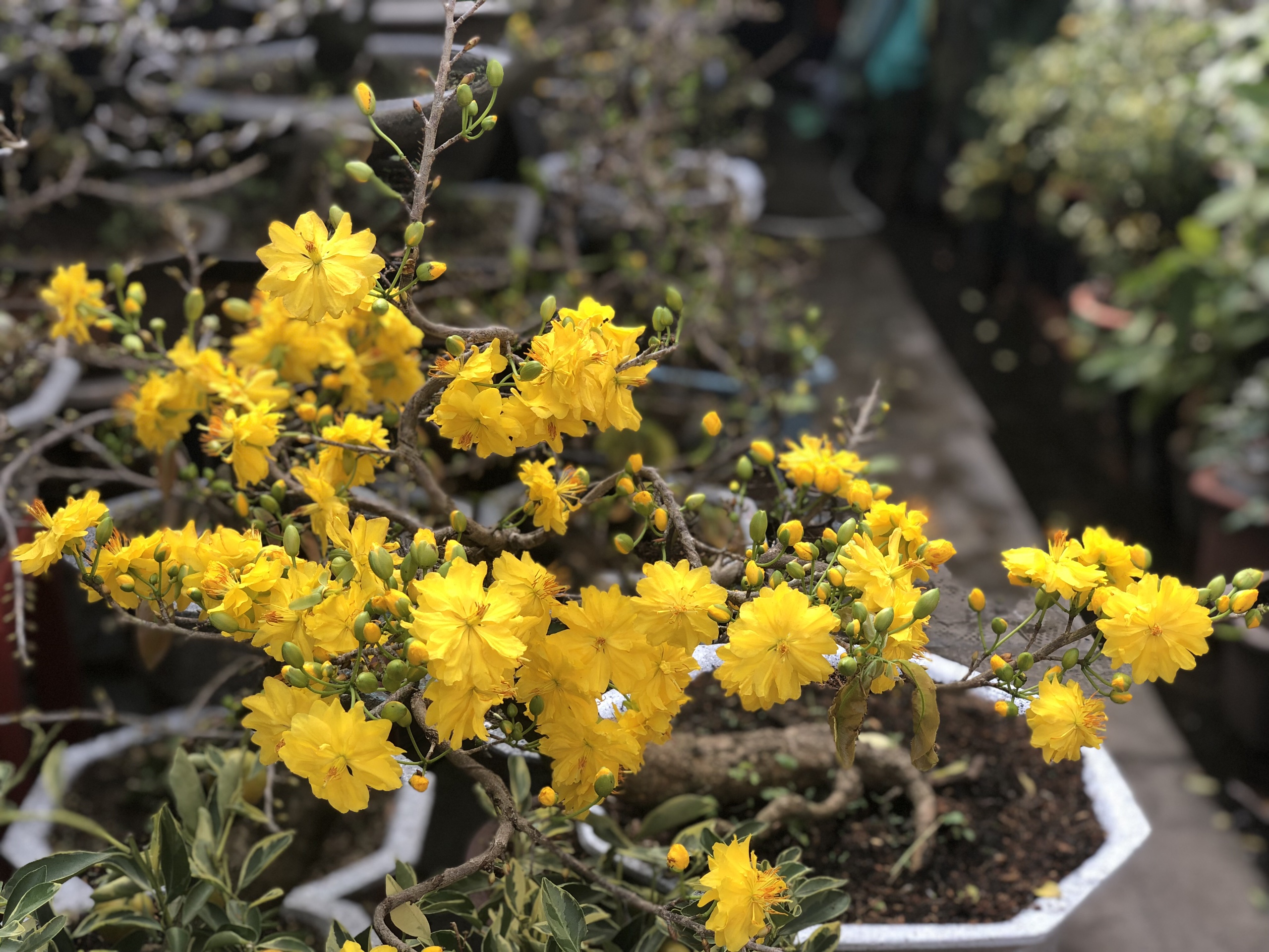 Những hình ảnh mai đại lộc đẹp nhất Những hình ảnh mai đại lộc đẹp nhất